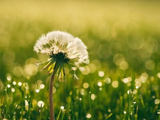 Quiz Scienza e Natura: Quanto Sei Veloce?